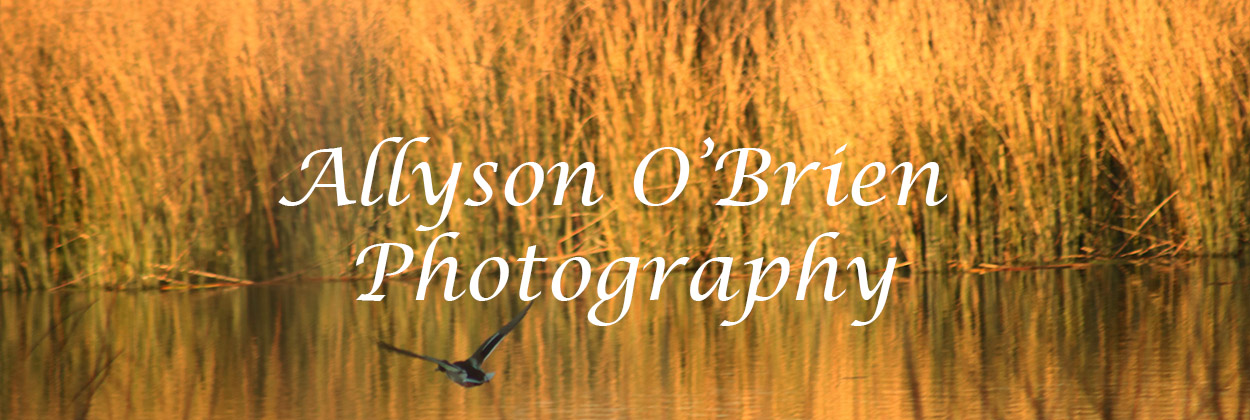 Allyson O'Brien Photography