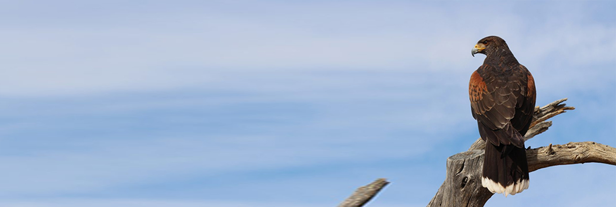 Allyson O'Brien Photography