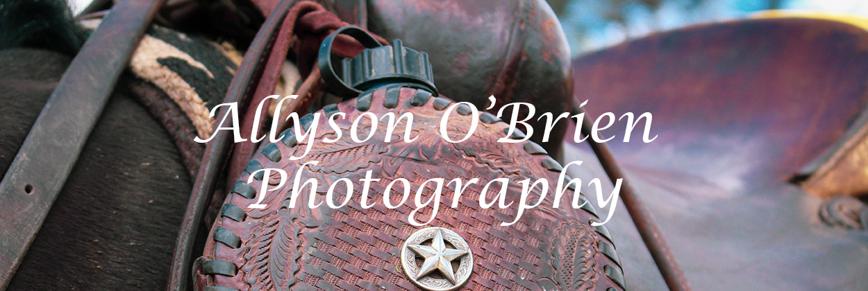 Copyright Allyson O'Brie Photography